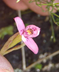 Disa vaginata