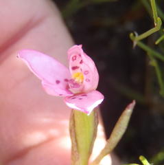 Disa vaginata