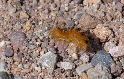 Red-headed Pygarctia Moth photo 4