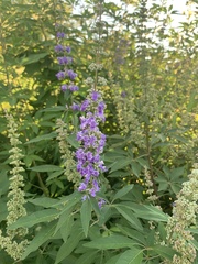 Vitex agnus-castus
