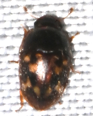 Cryptarcha strigata