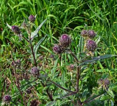 Cirsium osterhoutii