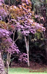 Euphorbia cotinifolia