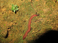 Macroperipatus torquatus