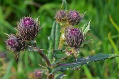 Cirsium osterhoutii