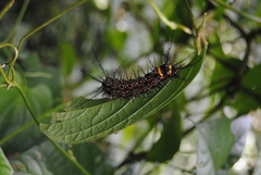 Pseudautomeris salmonea