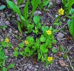 Ranunculus inamoenus