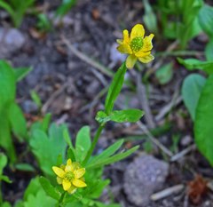 Ranunculus inamoenus