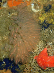 Lightbulb Tunicate photo 3