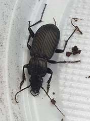 Pterostichus melanarius