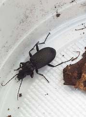 Pterostichus melanarius