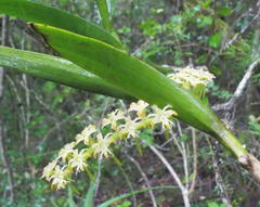 Tridactyle bicaudata bicaudata