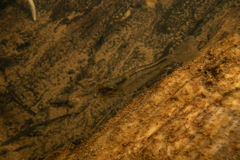 Paratya curvirostris