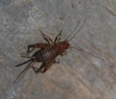 Mogoplistidae