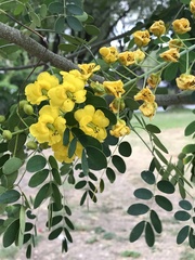 Erythrostemon mexicanus