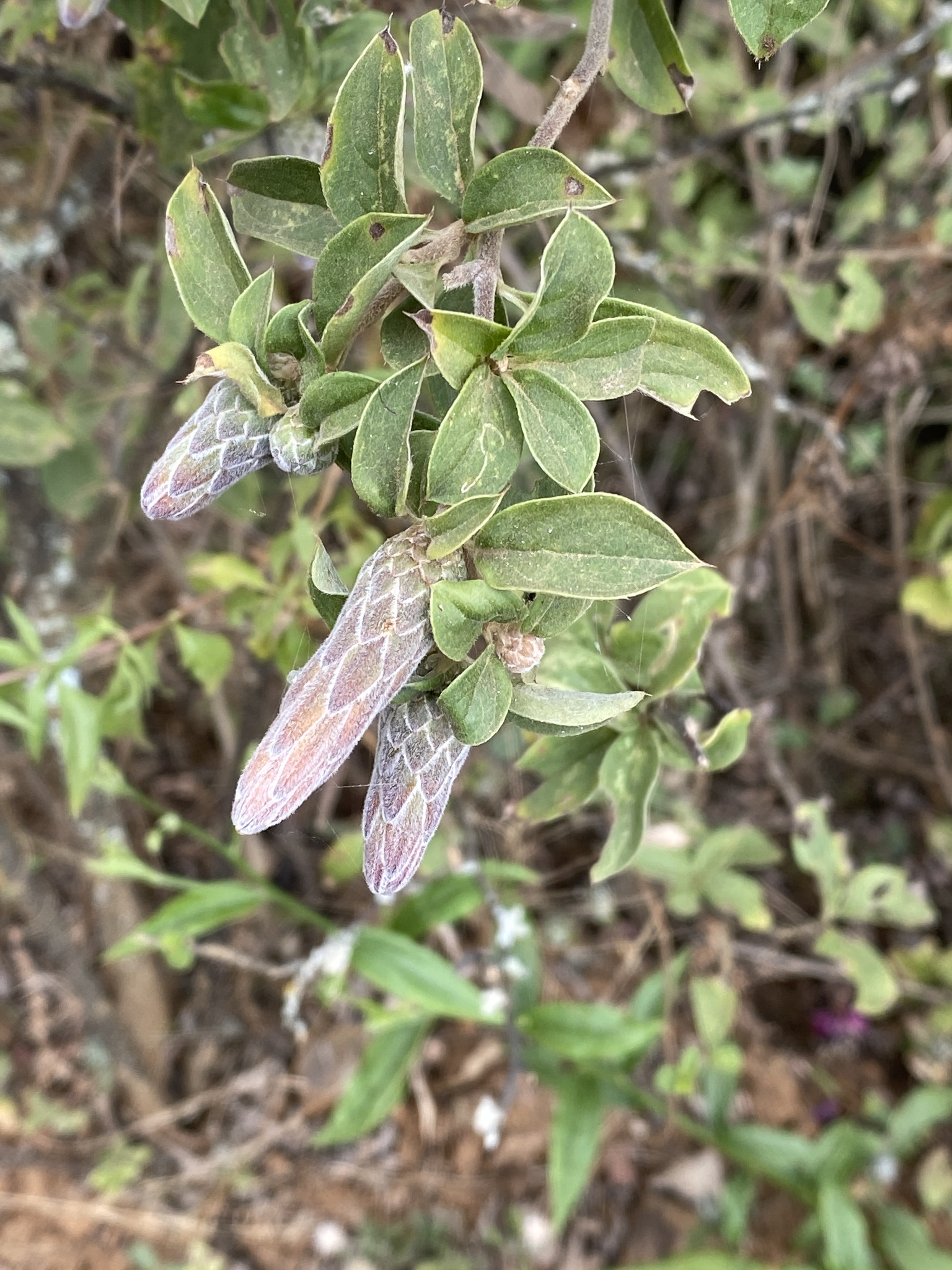 Barnadesia aculeata image