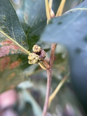 Callirhytis glandulus