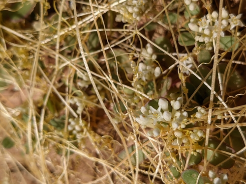 Image of Cuscuta umbellata by (c) Dominic Gentilcore, some rights reserved (CC BY)