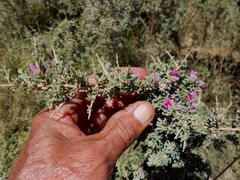 Indigofera nigromontana