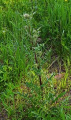 Cirsium osterhoutii