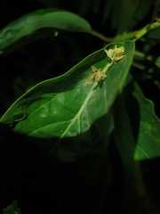 Thyene coccineovittata