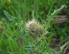 Cirsium osterhoutii