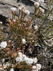 Epacris rigida