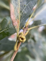 Callirhytis glandulus