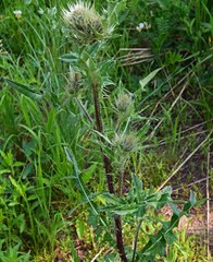 Cirsium osterhoutii