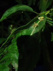 Thyene coccineovittata