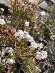 Epacris rigida