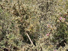 Indigofera nigromontana