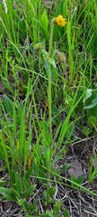 Arnica parryi