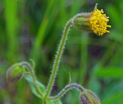 Arnica parryi