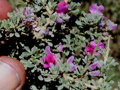 Indigofera nigromontana