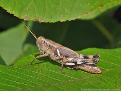 Melanoplus ponderosus