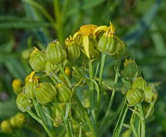 Senecio serra