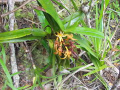 Cyrtorchis arcuata arcuata