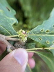 Callirhytis glandulus