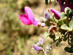 Indigofera nigromontana