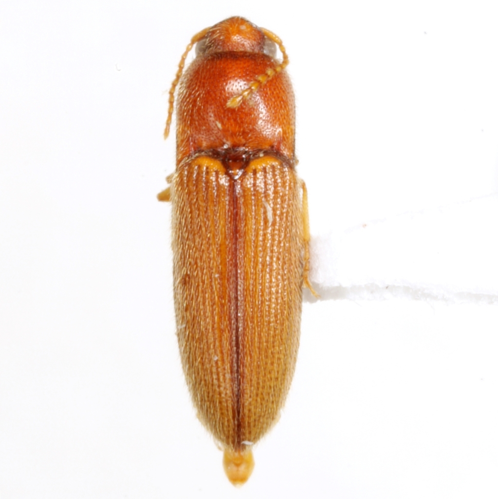 Glyphonyx ferruginosus