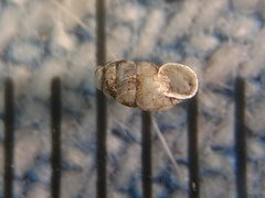 Gastrocopta corticaria