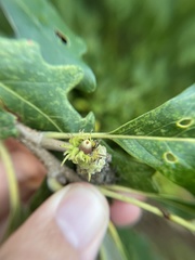 Callirhytis glandulus