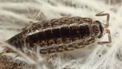 Laevophiloscia yalgoonensis