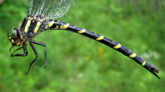 Cordulegaster erronea