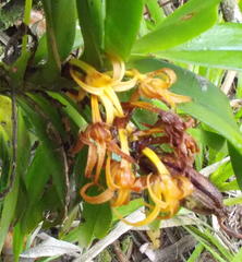 Cyrtorchis arcuata arcuata