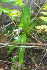 Cyrtorchis arcuata arcuata