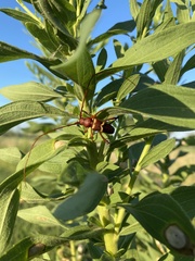 Aethecerinus wilsonii