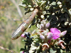 Indigofera nigromontana