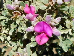 Indigofera nigromontana
